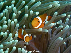 Finding Nemo in the Philippines. The elusive shot of clow... by Laura Cook 